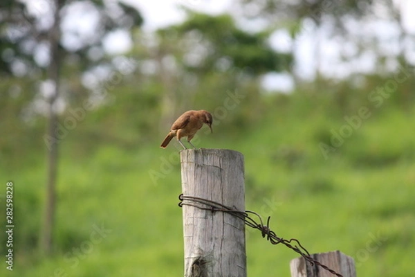 Fototapeta João de Barro
