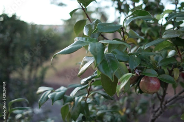 Obraz 夏、うき雲