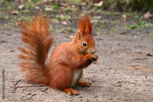 Obraz Red Eurasian squirrel