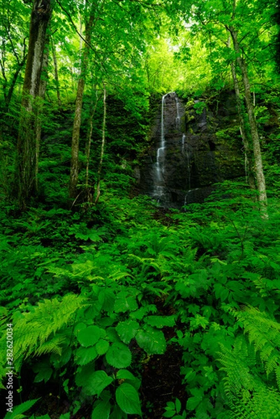 Fototapeta  stream in forest