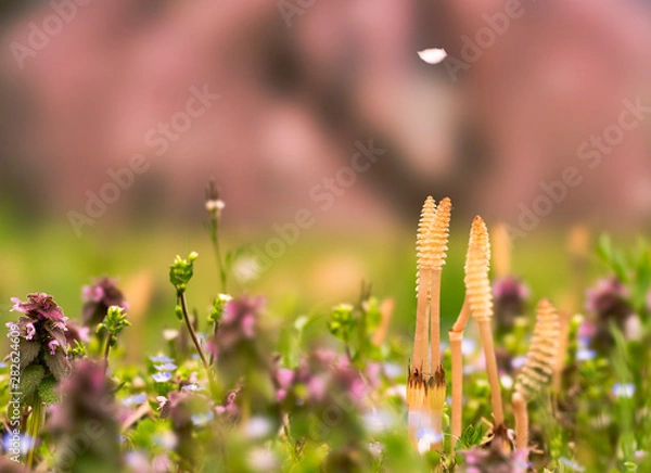 Fototapeta spring flower falling on the grand