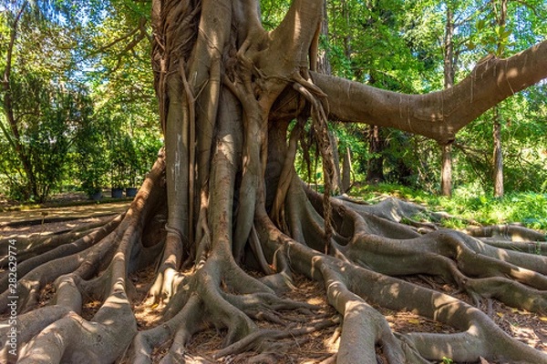 Fototapeta Italy, Naples, botanical garden, large tree with large roots, view and detail