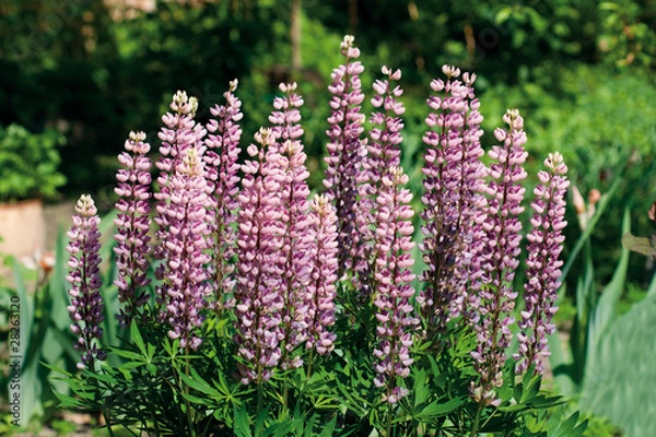 Fototapeta Plant of violet wild lupine in summer