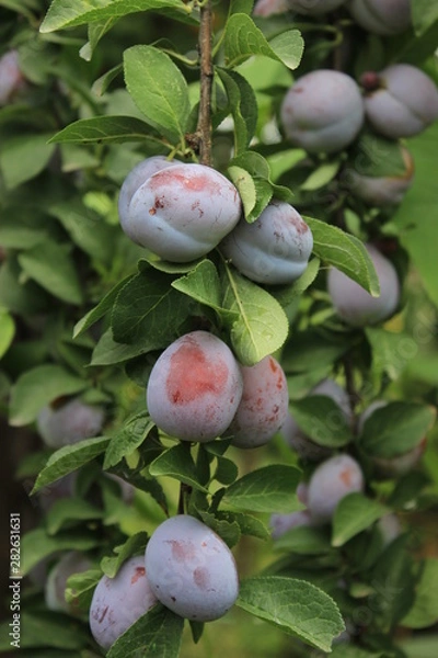 Fototapeta plums