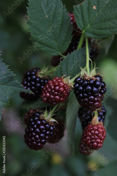 Fototapeta blackberry