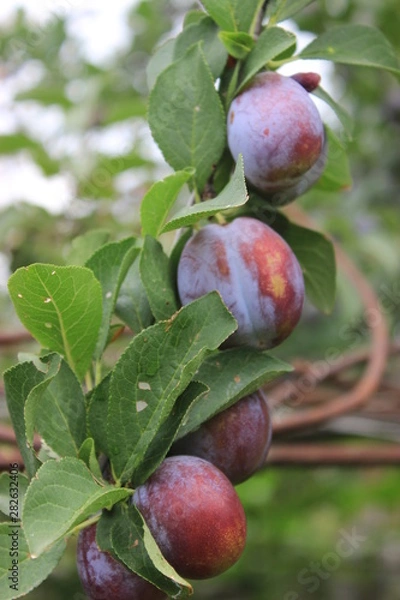 Fototapeta plums