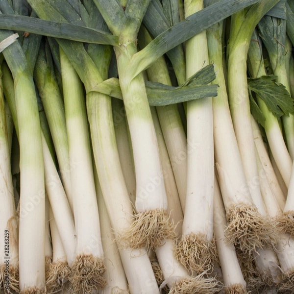 Obraz Leek