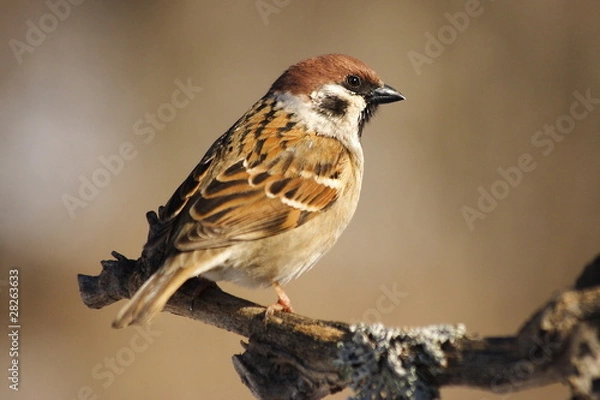 Obraz Tree sparrow