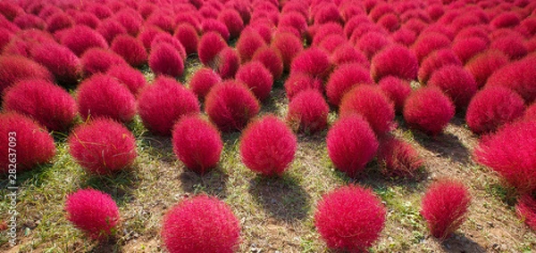 Obraz Kochia in Kokuei Hitachi Seaside Park - Hitachinaka, Ibaraki, Japan