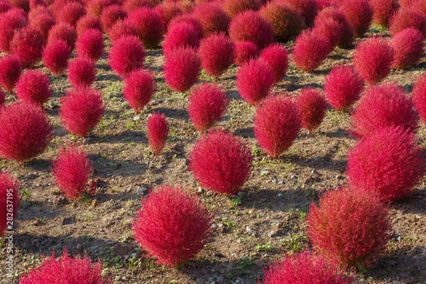 Obraz Kochia in Kokuei Hitachi Seaside Park - Hitachinaka, Ibaraki, Japan