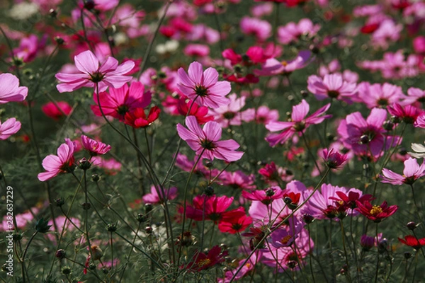 Obraz Cosmos flowers in Kokuei Hitachi Seaside Park - Hitachinaka, Ibaraki, Japan