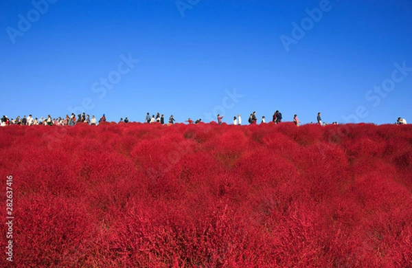 Obraz Kochia with the crowd in Kokuei Hitachi Seaside Park - Hitachinaka, Ibaraki, Japan