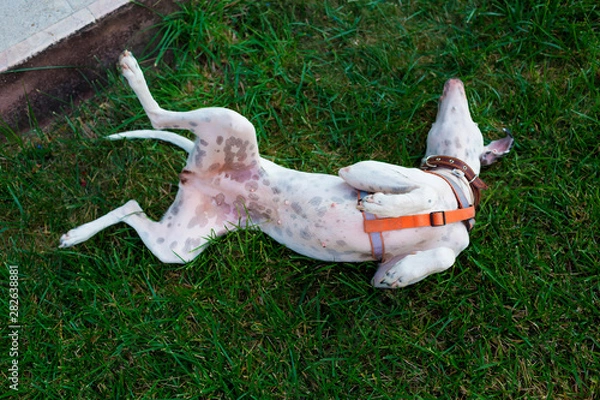 Fototapeta Playful domestic Pointer mixed with Dalmatian dog lying on the lawn lies belly to the top