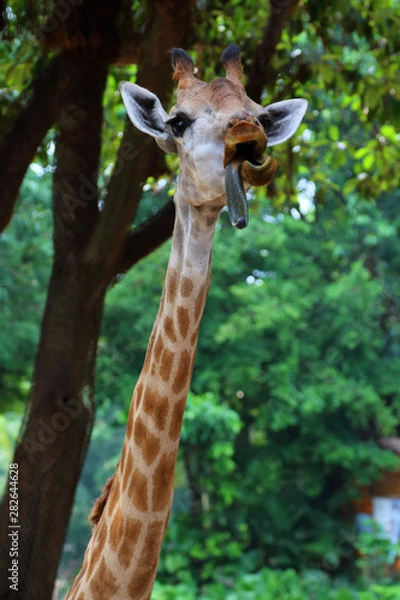 Obraz Giraffe 1