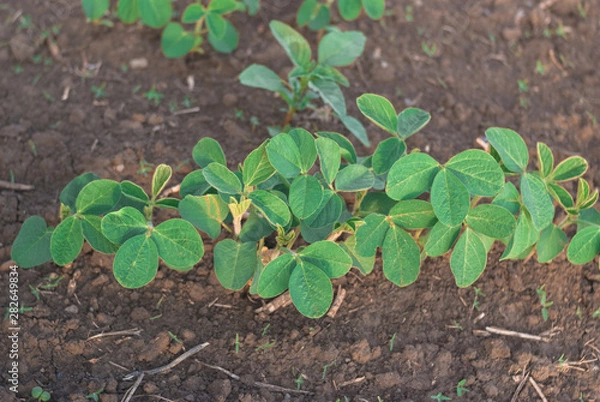 Obraz Shoots of green beans sprouts on field close up
