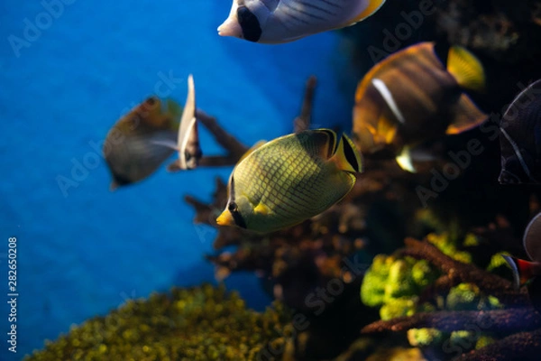 Obraz fish in aquarium