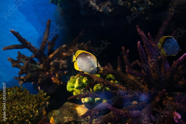 Obraz fish in aquarium