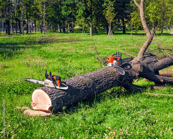 Obraz Freshly sawn tree in the park and two chainsaws near