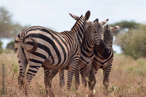 Obraz Zebras