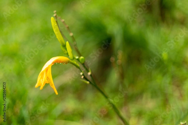 Fototapeta Villacarmelo