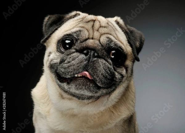 Fototapeta Portrait of an adorable Pug looking curiously at the camera - isolated on grey background.