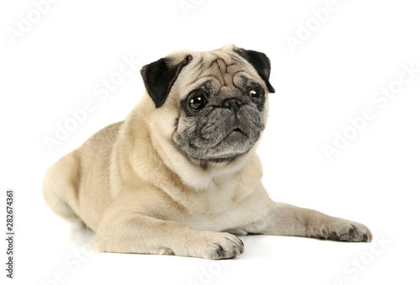 Fototapeta Studio shot of an adorable Pug lying and looking curiously - isolated on white background