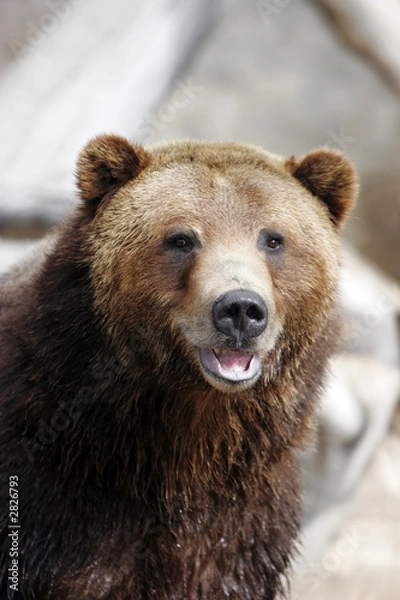 Obraz grizzly bear smiling