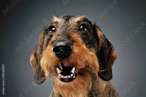 Obraz Portrait of an adorable wire-haired Dachshund looking satisfied - isolated on grey background
