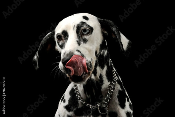 Fototapeta Portrait of an adorable Dalmatian dog with different colored eyes licking his lips