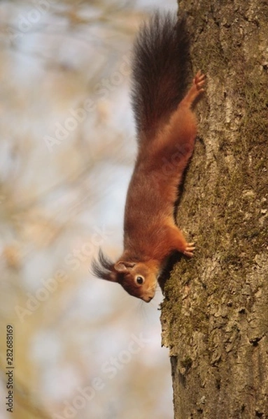 Fototapeta Ecureuil