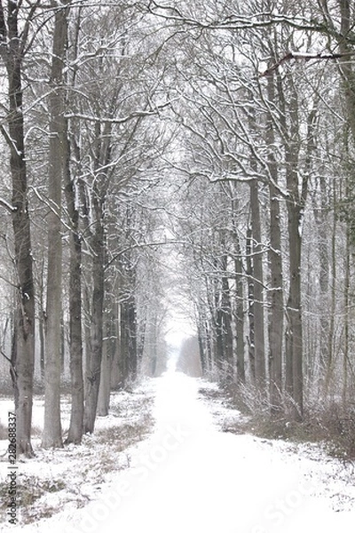 Fototapeta Foret enneigée