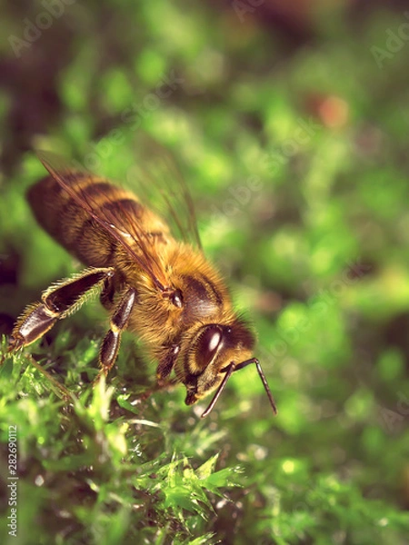 Obraz bee in nature drinking on moss