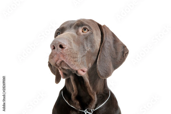Fototapeta Portrait of an adorable Deutsch Kurzhaar looking up curiously - isolated on white background