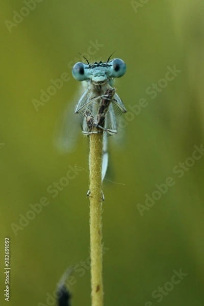 Fototapeta Minuscules