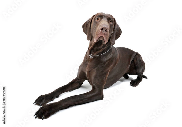 Fototapeta Wide angle shot of an adorable Deutsch Kurzhaar lying and looking curiously at the camera