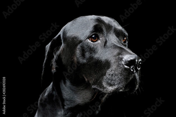 Fototapeta Portret uroczego labrador retriever patrząc ciekawie - na białym tle na czarnym tle
