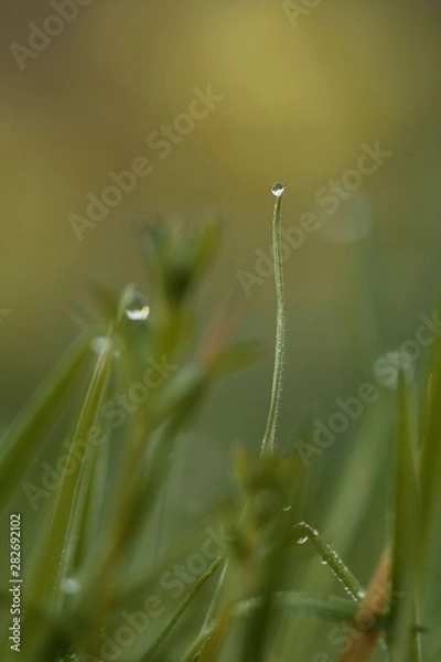 Fototapeta Minuscules