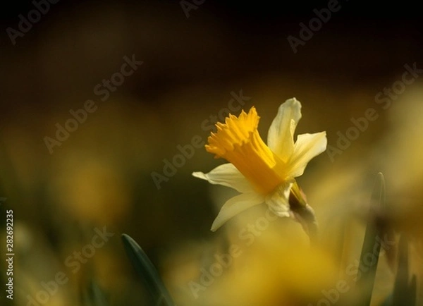 Fototapeta Minuscules