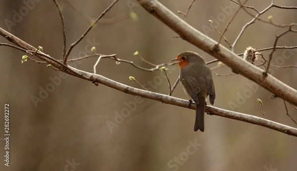 Fototapeta Rouge-gorge