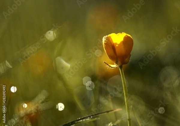 Fototapeta Minuscules