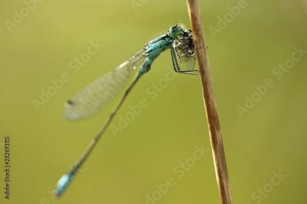 Fototapeta Minuscules