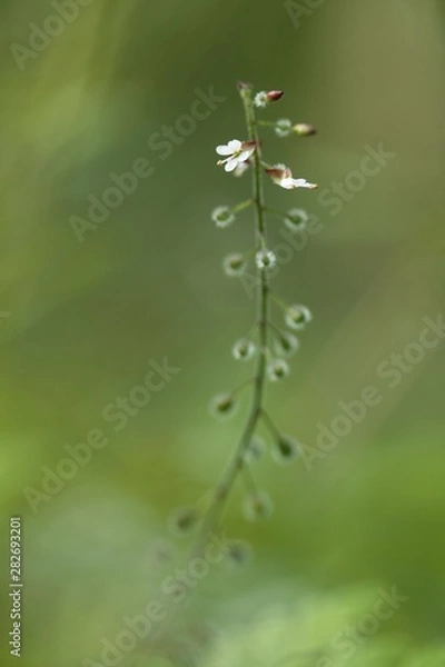 Fototapeta Minuscules