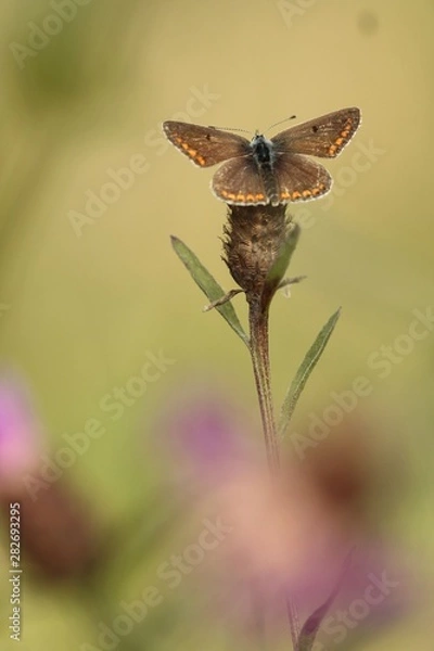 Fototapeta Minuscules