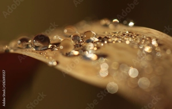 Fototapeta Minuscules