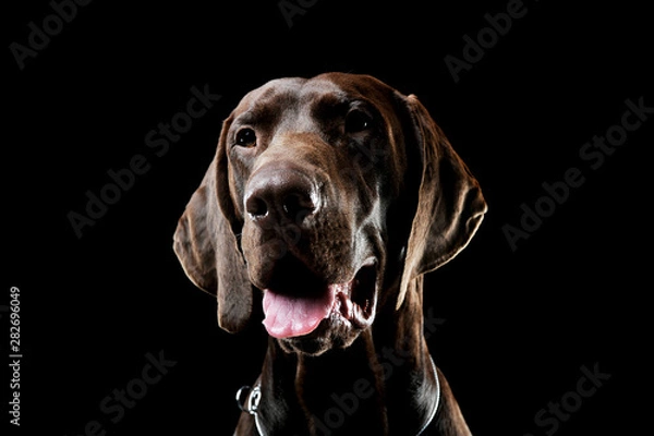 Fototapeta Studio headshot ślicznego deutscha Kurzhaara