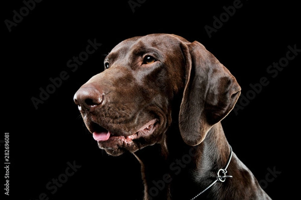 Fototapeta Studio headshot of a lovely deutsch kurzhaar