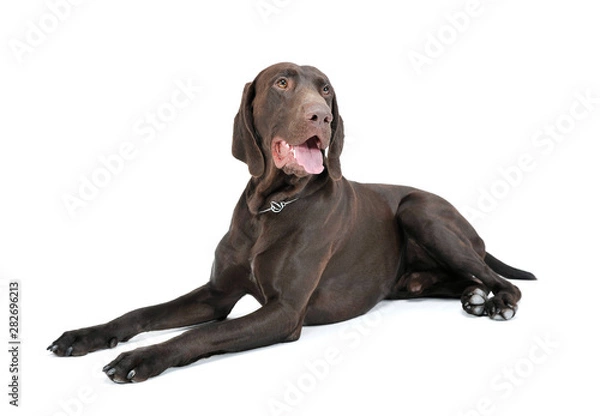 Fototapeta Studio shot of a lovely deutsch kurzhaar