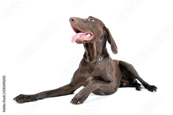 Fototapeta Studio shot of a lovely deutsch kurzhaar