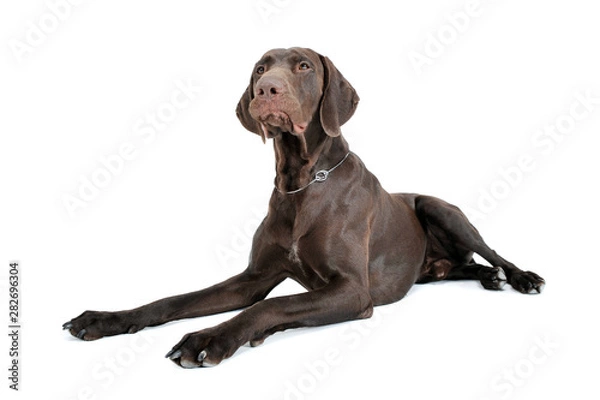 Fototapeta Studio shot of a lovely deutsch kurzhaar