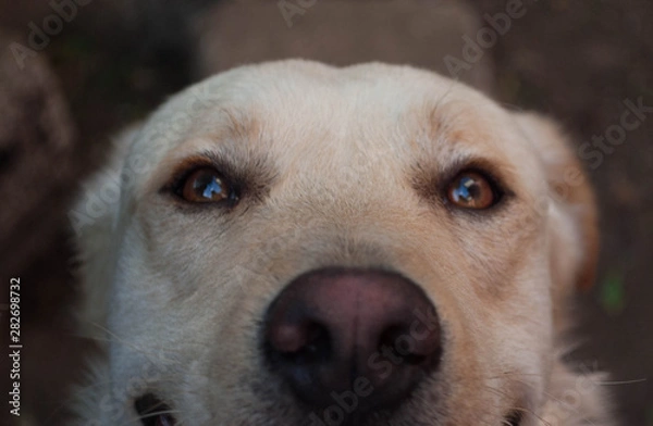 Obraz Primerisimo primer plano en animales